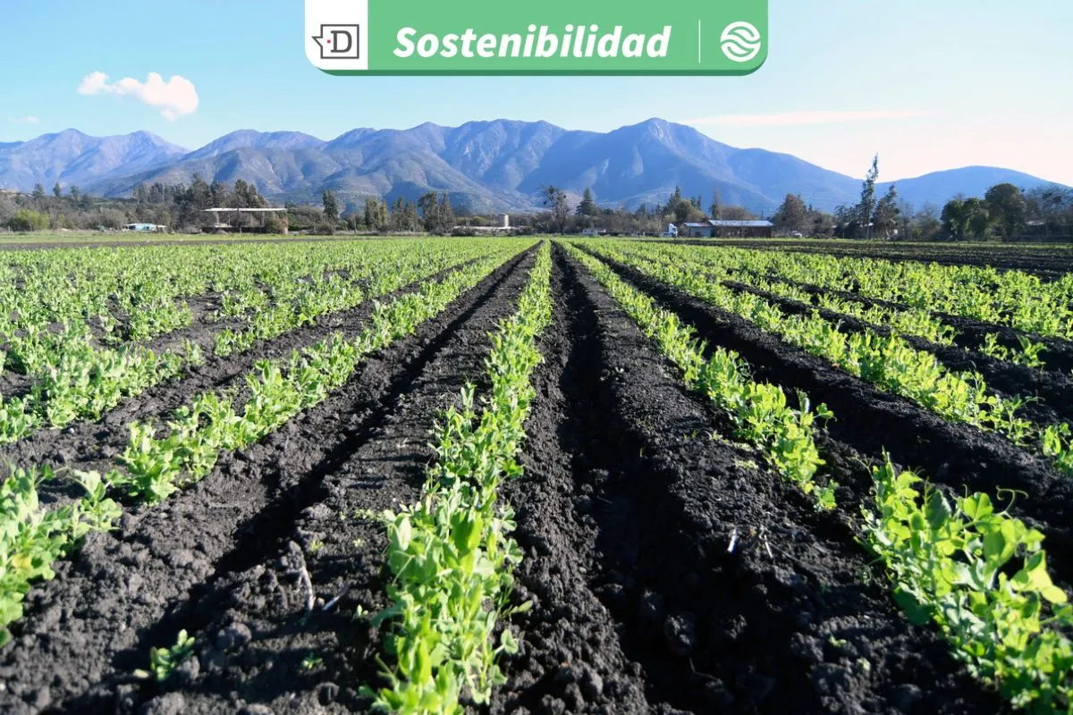 Director de Agronomía U. Mayor: 