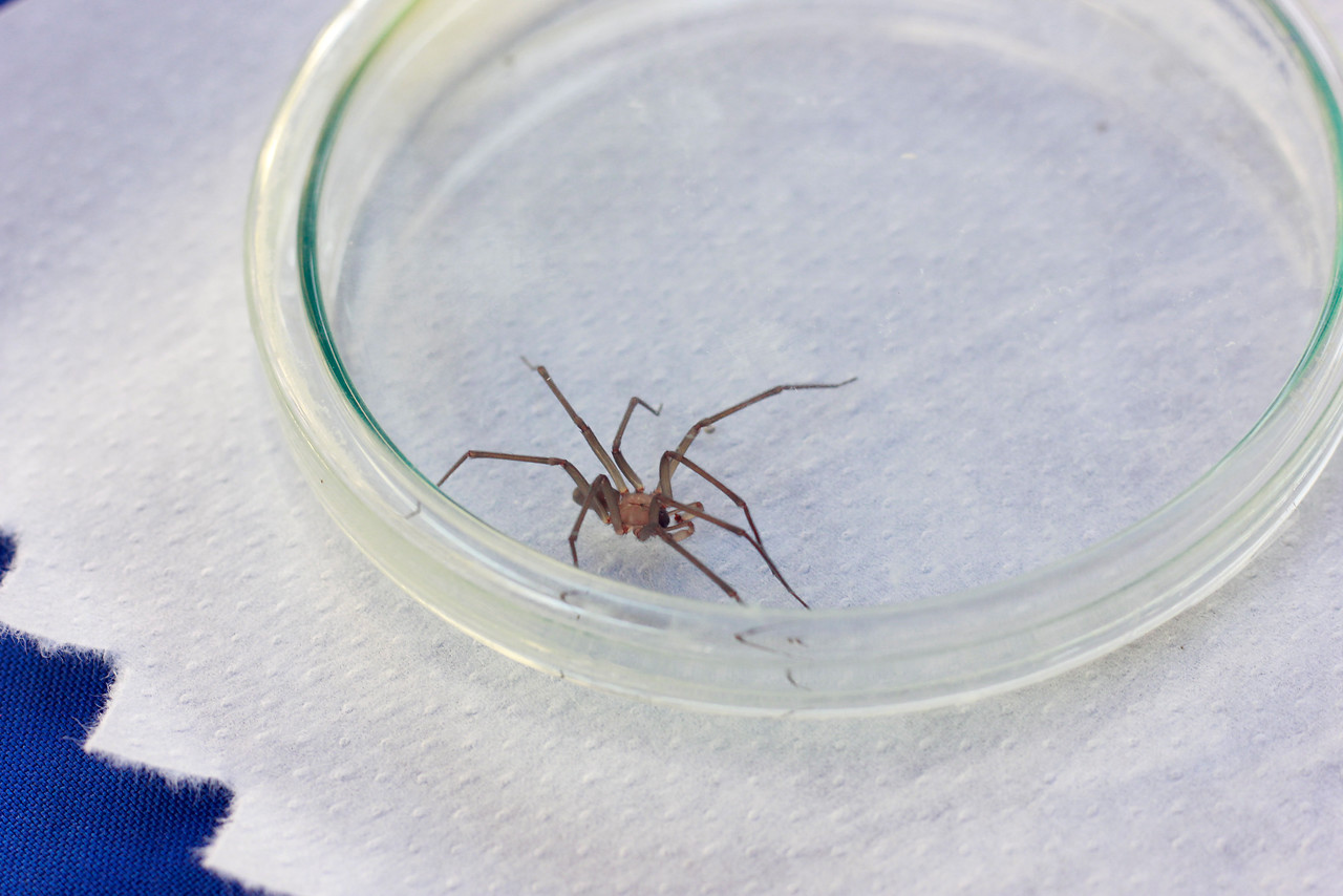 Comienza la temporada de la araña de rincón: Sepa cómo identificarla y qué hacer si encuentra una