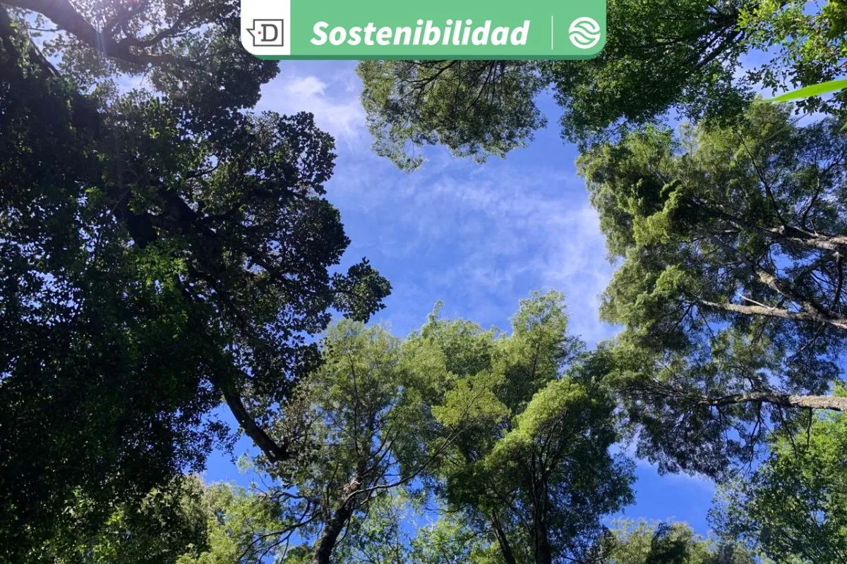 Activo estratégico para Chile: Valdivia da un importante paso avanzando hacia el manejo sustentable del bosque nativo