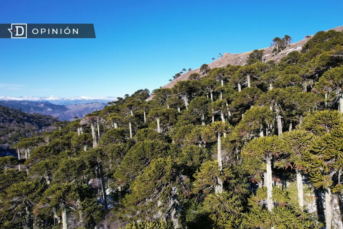 Bosque nativo: Propuestas urgentes para un nuevo gobierno y un nuevo modelo forestal para Chile