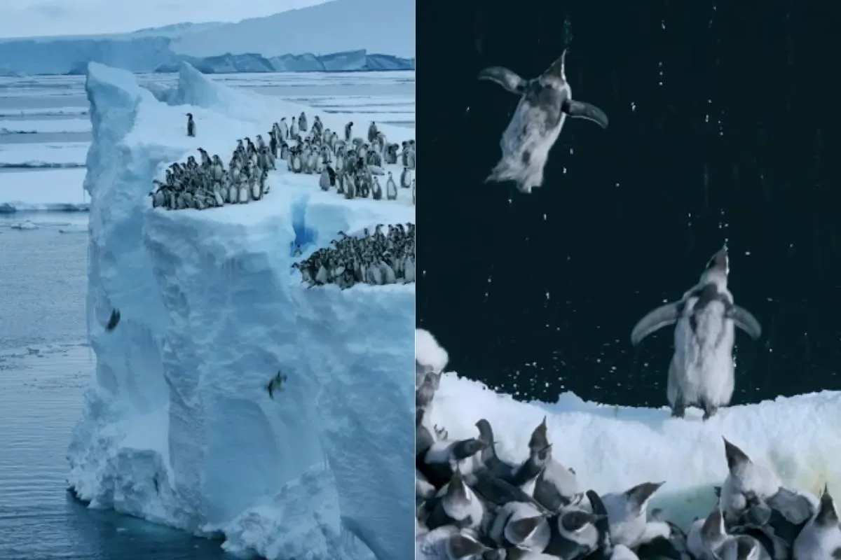 VIDEO| ¿Por qué lo hacen?: Cientos de pingüinos emperador de solo meses de edad se lanzan al mar desde una altura 15 metros