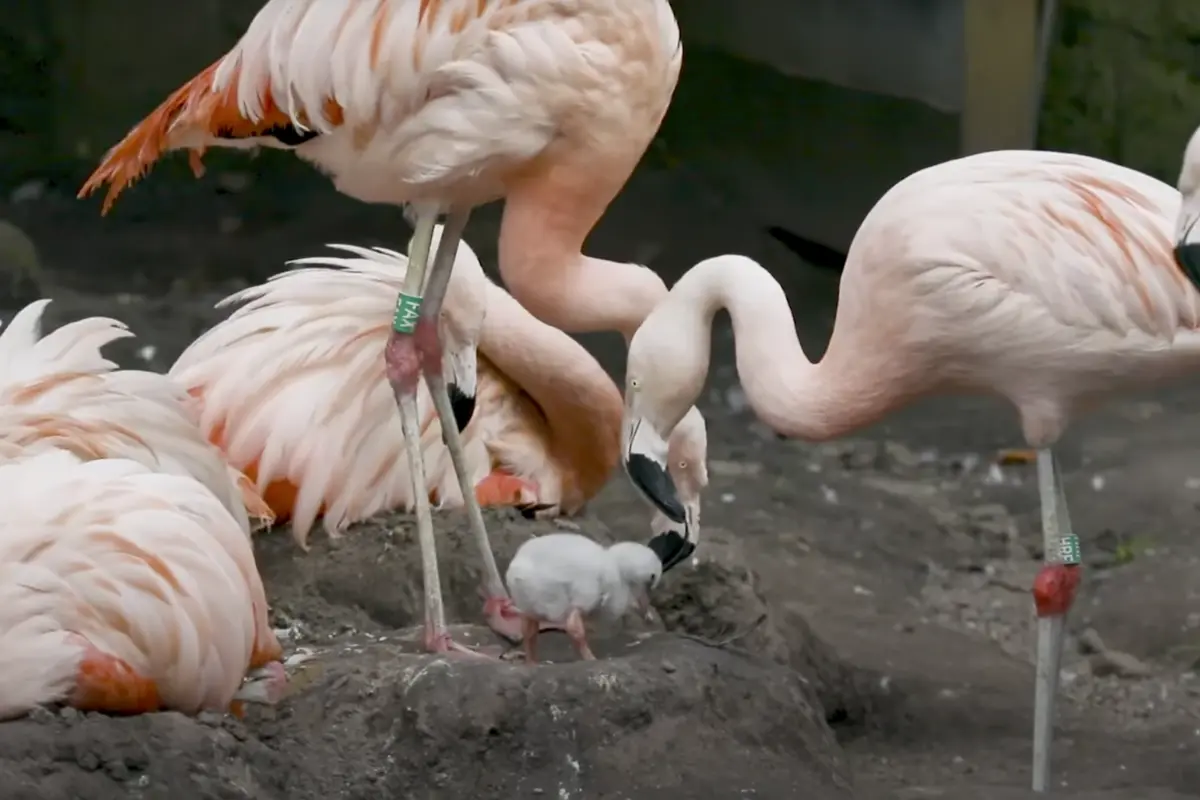 VIDEO| Flamenco chileno nace en zoológico escocés tras casi una década sin reproducciones