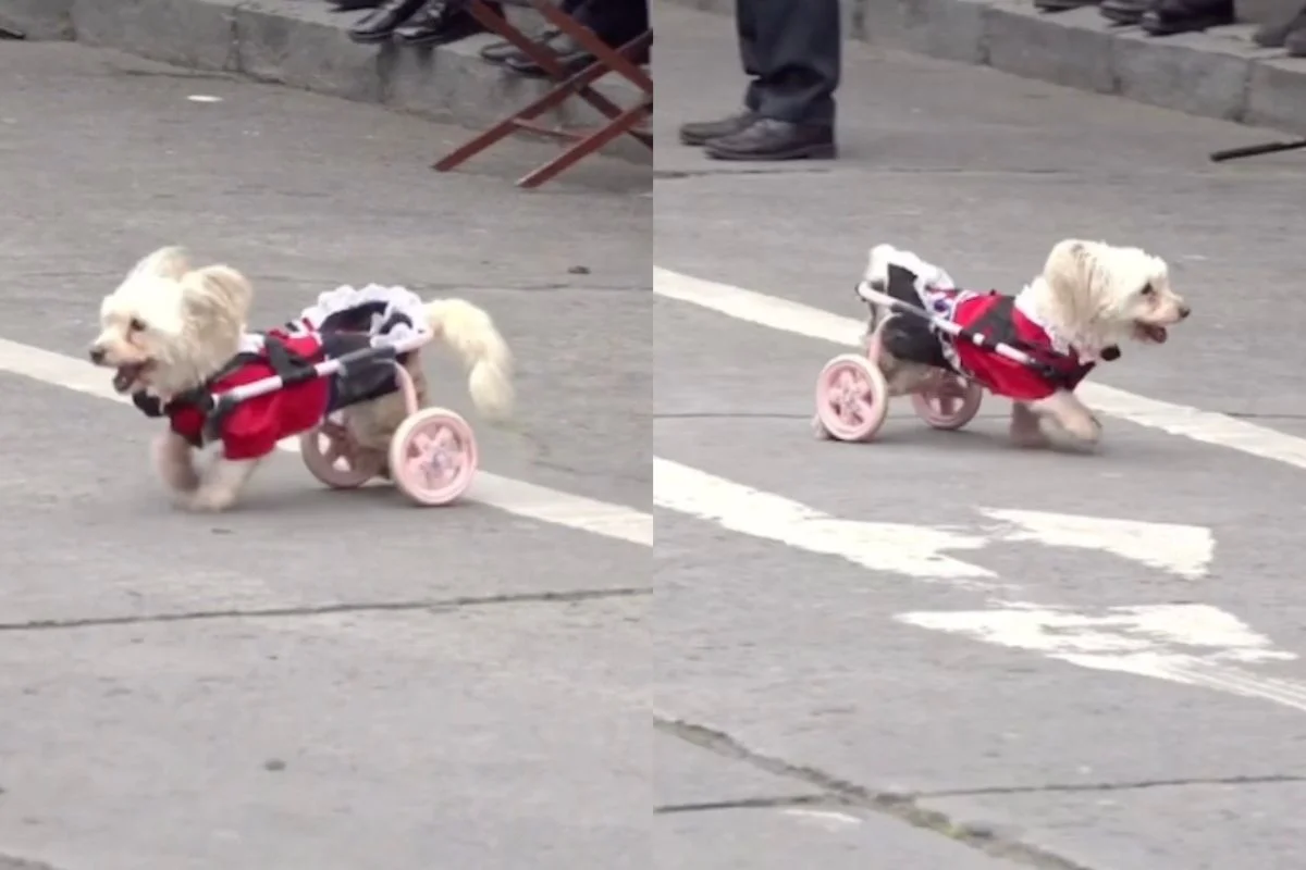 VIDEO| Perrito en silla de ruedas se roba las miradas en desfile de Fiestas Patrias de Molina