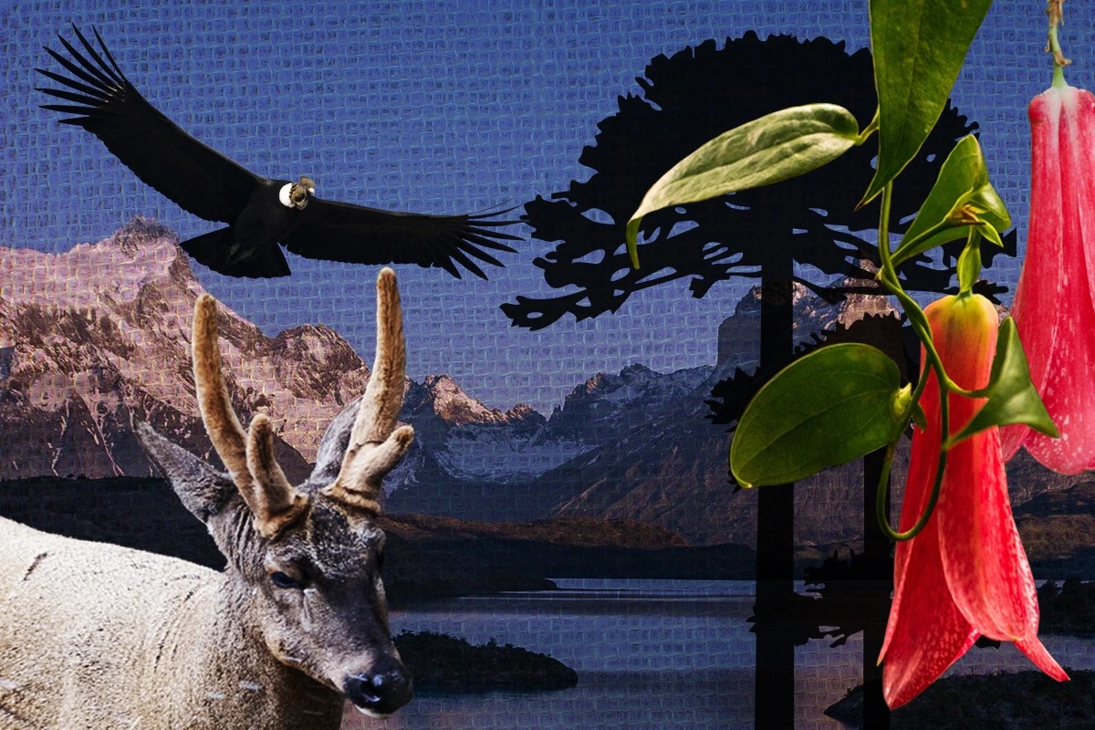 Del cóndor al copihue: Las especies icónicas de la naturaleza chilena que luchan por no desaparecer