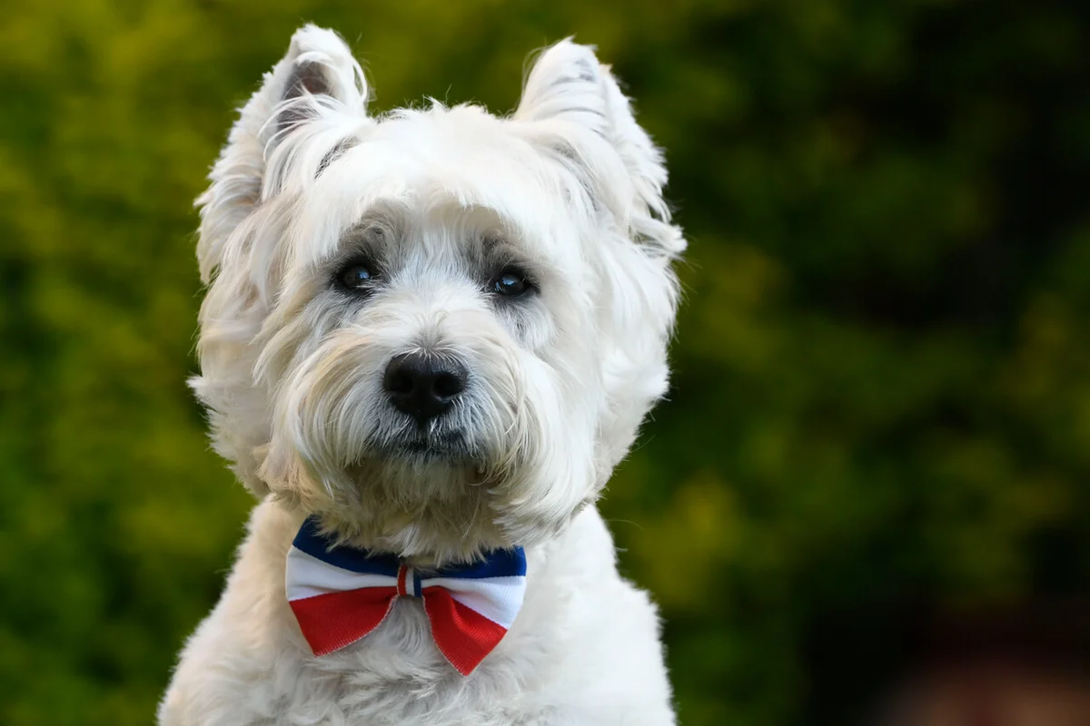 Cómo cuidar a tu mascota en Fiestas Patrias: Qué alimentos no deben consumir, cómo evitar el estrés y viajar seguros