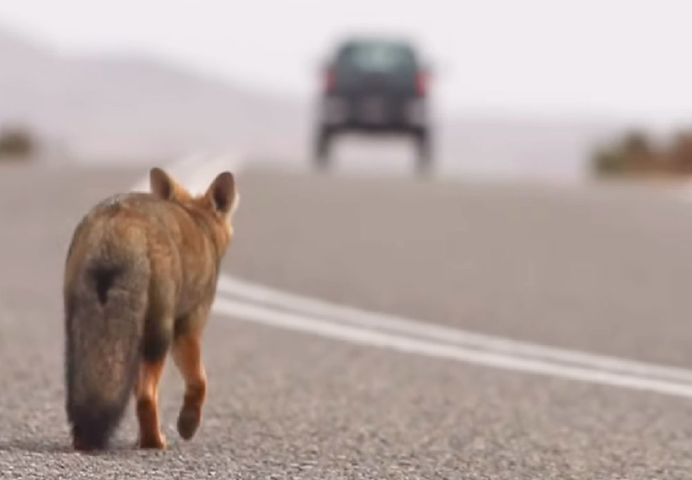 #LentoPorLaFauna: La campaña en Fiestas Patrias que busca proteger a la fauna silvestre en carreteras
