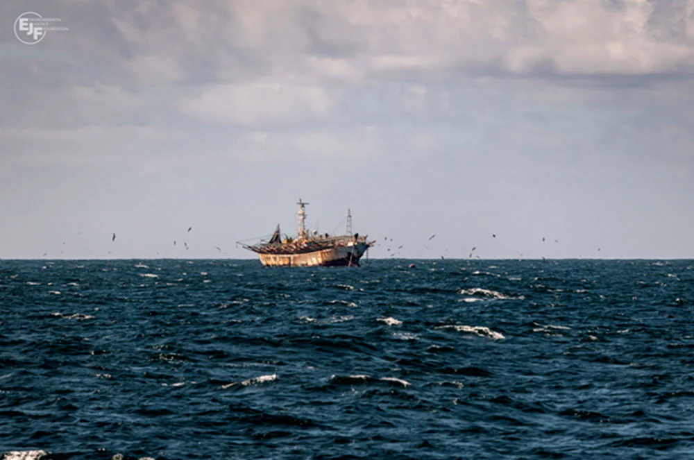 Estudio sobre impacto de pesca ilegal del calamar enciende las alertas en Chile: Emplazan a autoridades por medidas