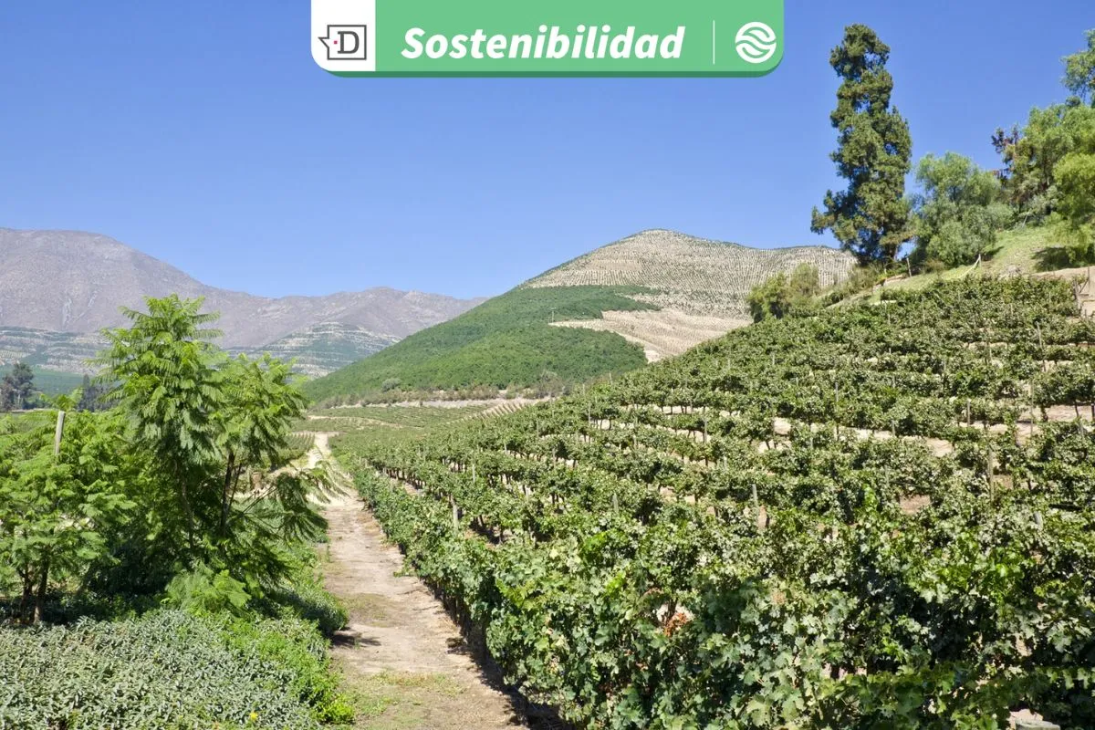 Gastronomía con identidad, cultura y naturaleza: Valle del Aconcagua ofrecerá su cuarto Seminario de Turismo Sostenible