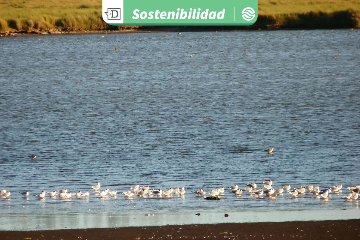 Evitar enfermedades como obesidad y diabetes: Científicos desarrollan vigilancia ecotoxicológica en el Humedal de Lenga