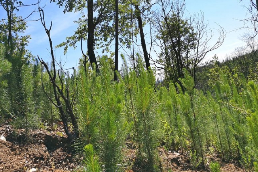 Invasión biológica de pinos se está comiendo el bosque nativo quemado en 2017 y no lo deja brotar