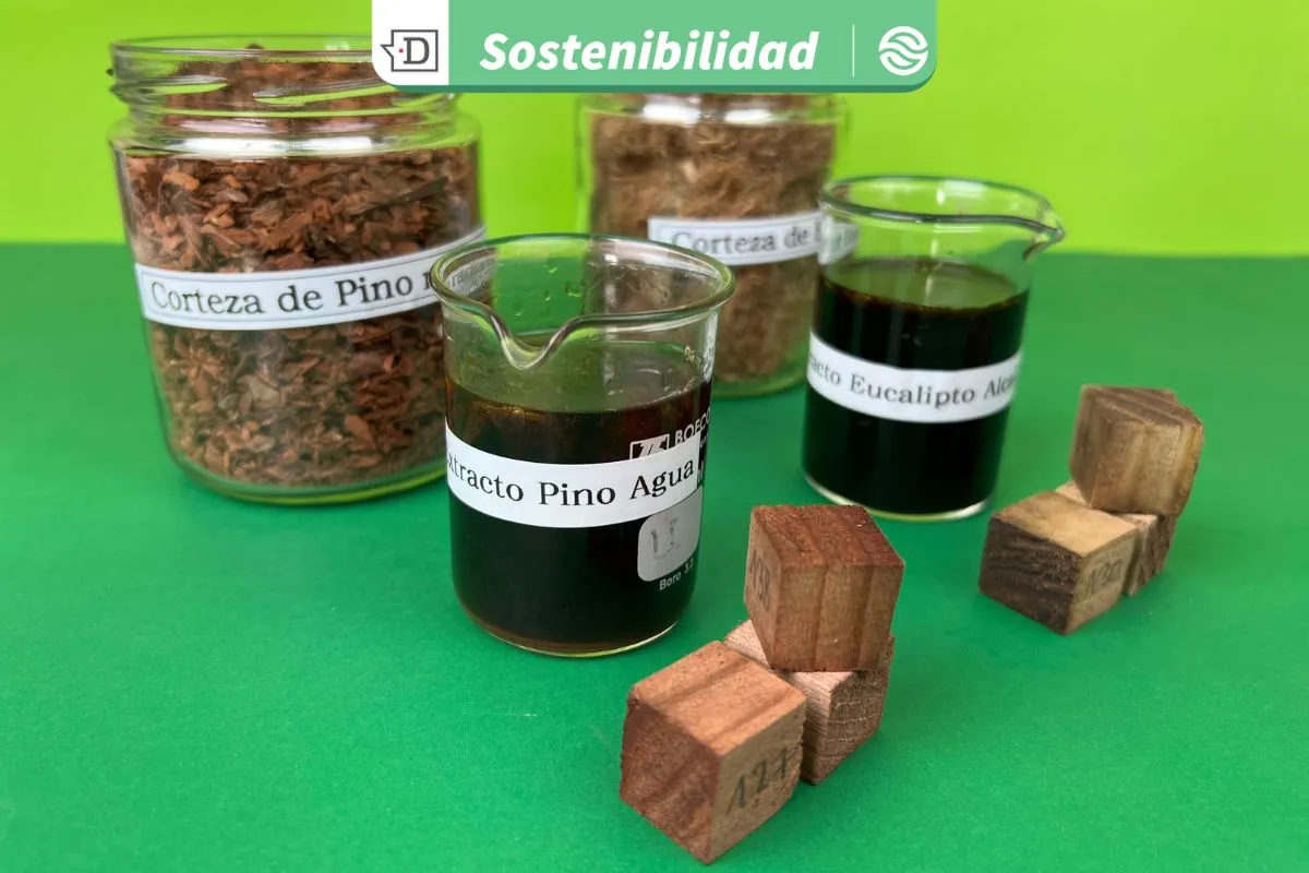 Mayor durabilidad de la madera: Investigadores desarrollan aditivo natural como alternativa ante productos químicos nocivos