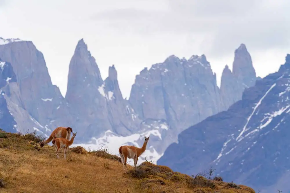 Hotel chileno recibe importante distinción mundial por conservación de la vida silvestre en la Patagonia