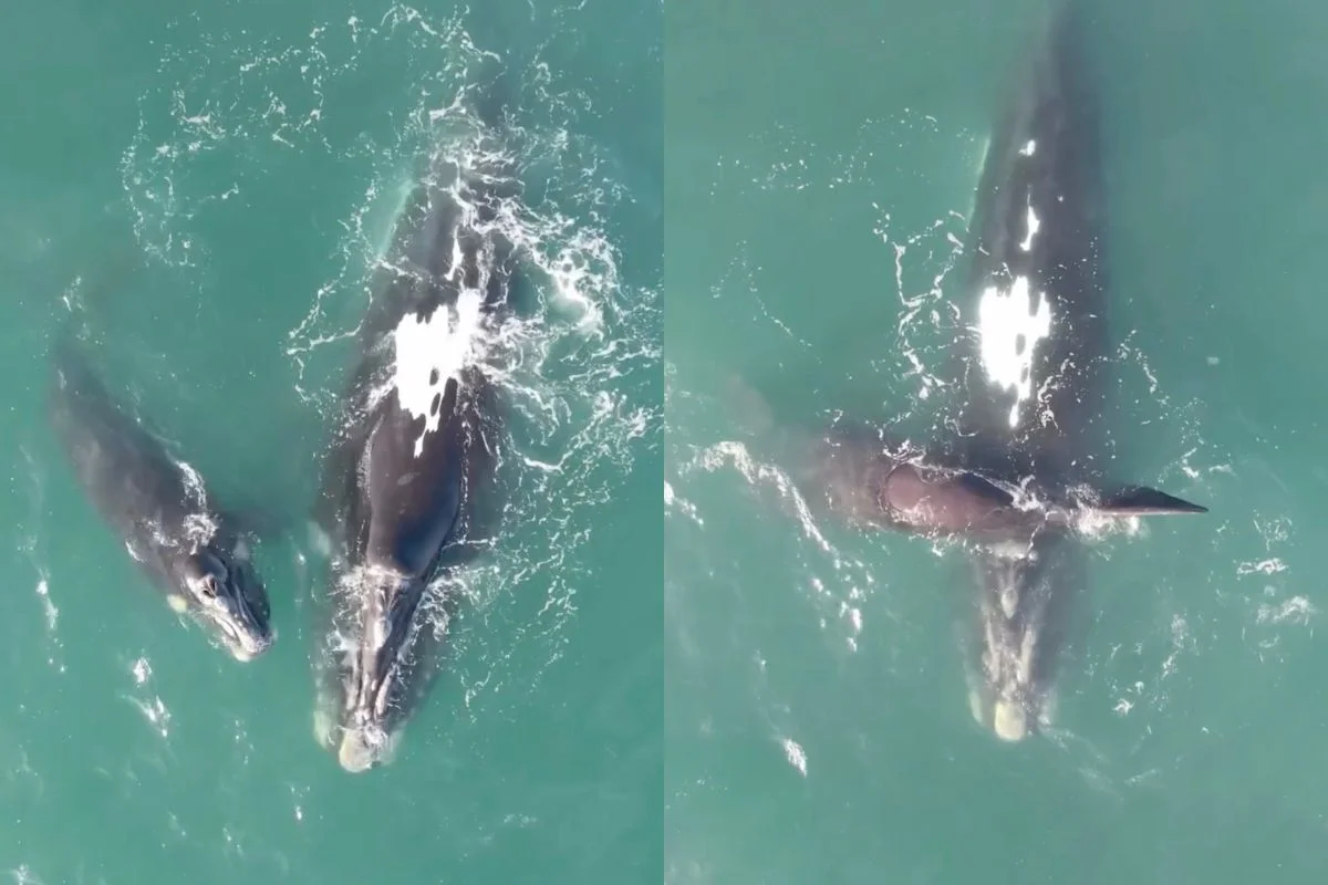 VIDEO| Tierno registro viralizado en redes de una ballena franca austral junto a su cría en La Serena