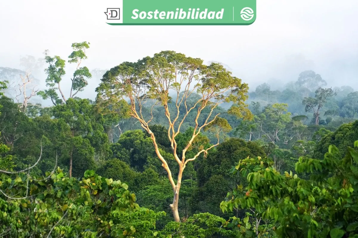 VIDEO| Brasil protege los bosques del planeta: Dona 1000 millones de dólares al Fondo Bosques Tropicales para Siempre