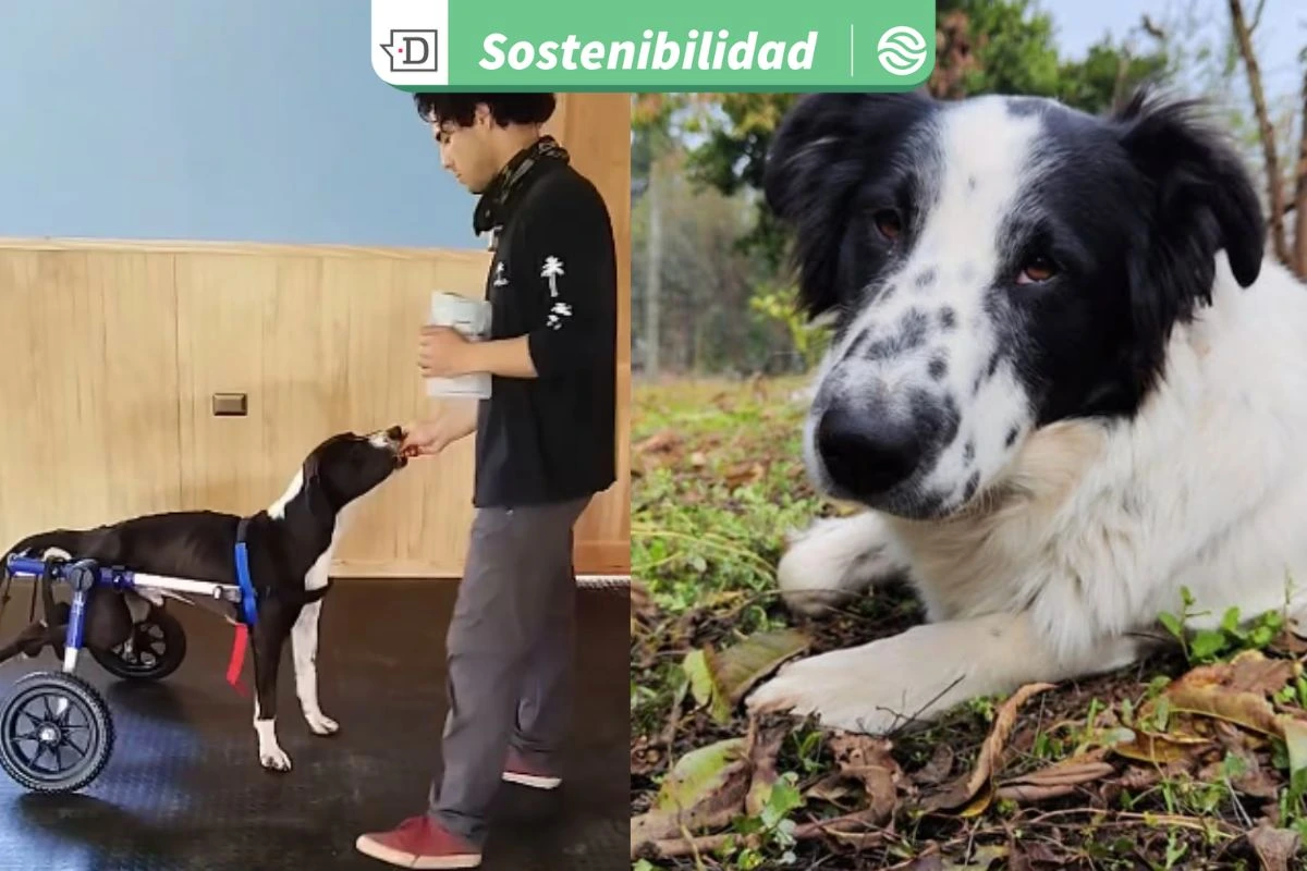 Únete a la “Teletón Canina”: 