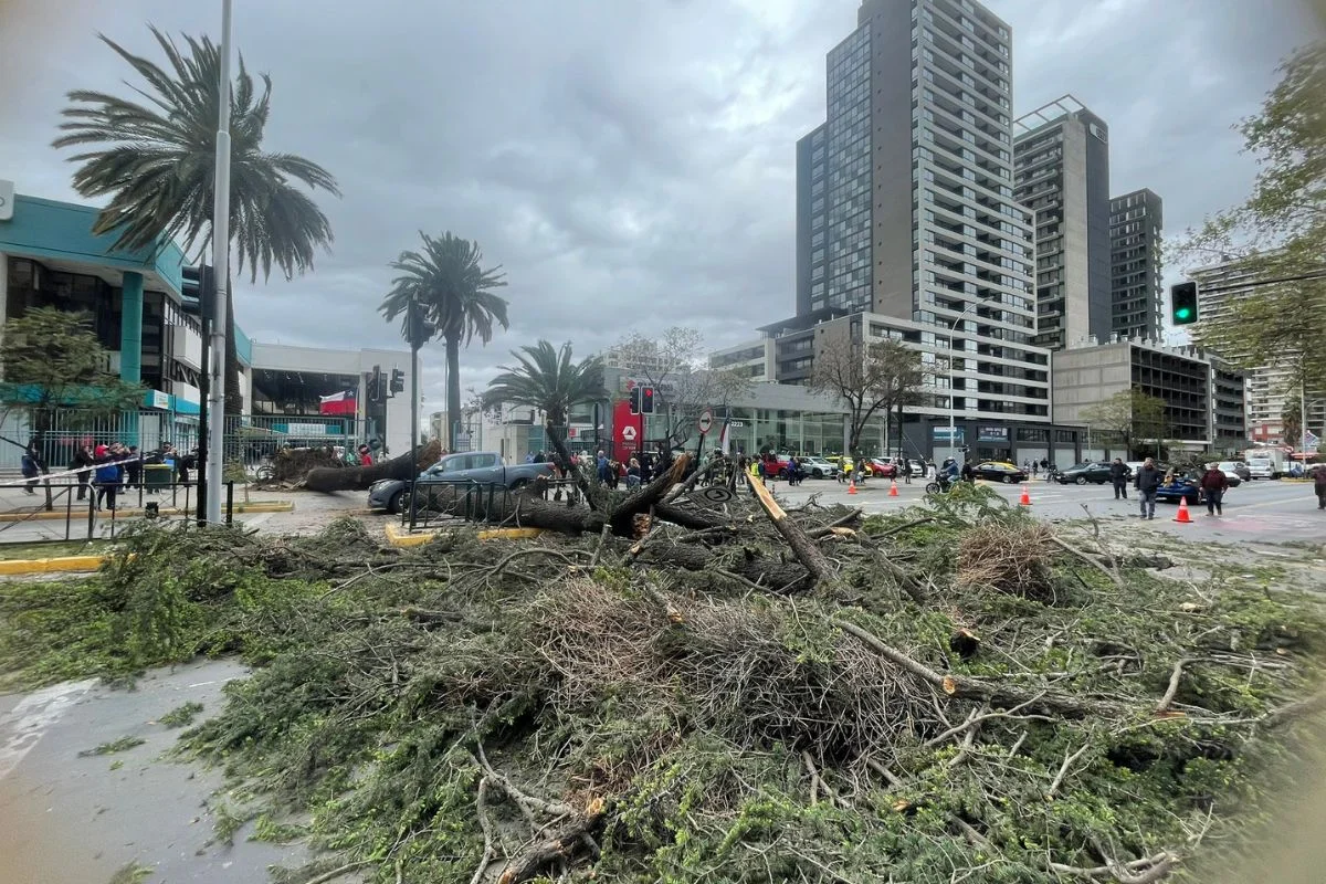 VIDEO| Conductor salvó de milagro: Árbol cae en Ñuñoa y bloquea completamente avenida Irarrázaval