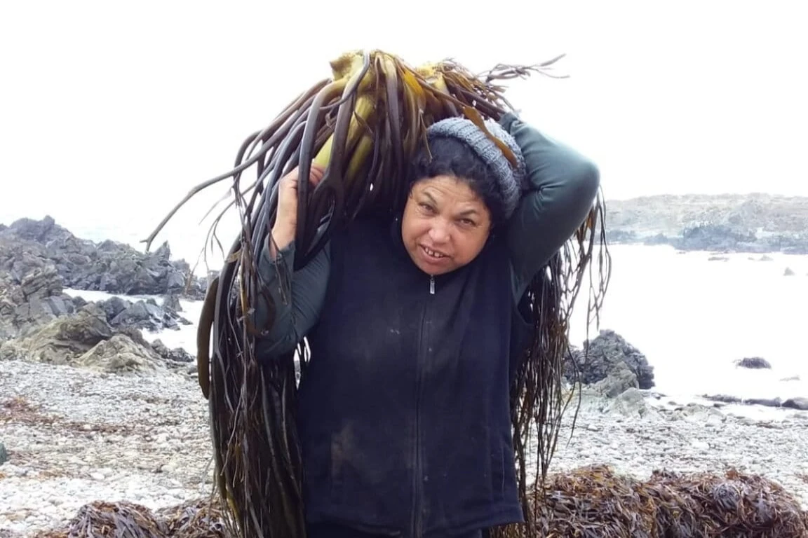 Recolectoras de algas marinas de Coquimbo se convierten en sembradoras para recuperar los bosques submarinos