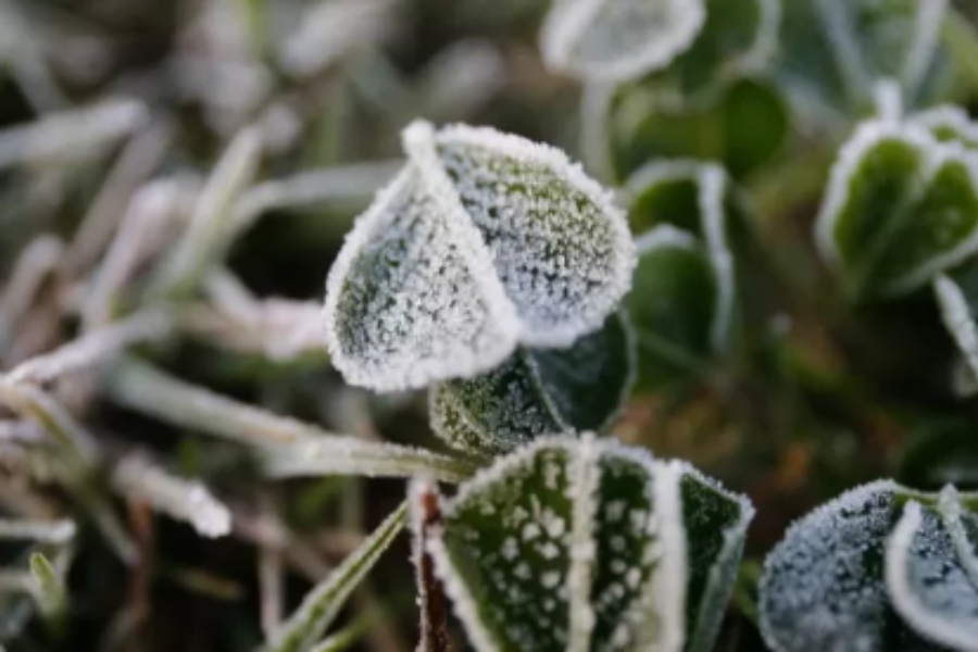 Separarlas del suelo y las ventanas: Consejos para que tus plantas sobrevivan las heladas mañanas