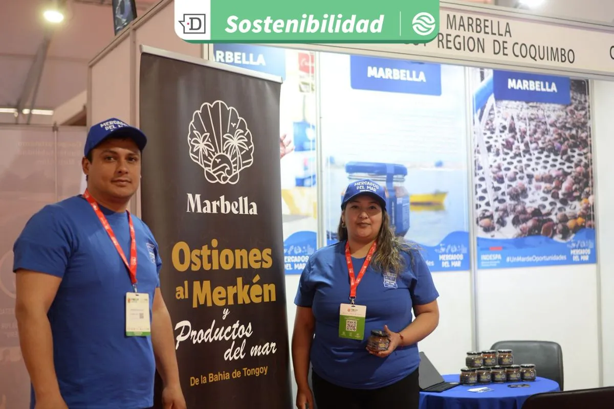 De desecho a conserva sustentable: Emprendedora de Coquimbo utiliza ostiones de bajo calibre para crear producto gourmet