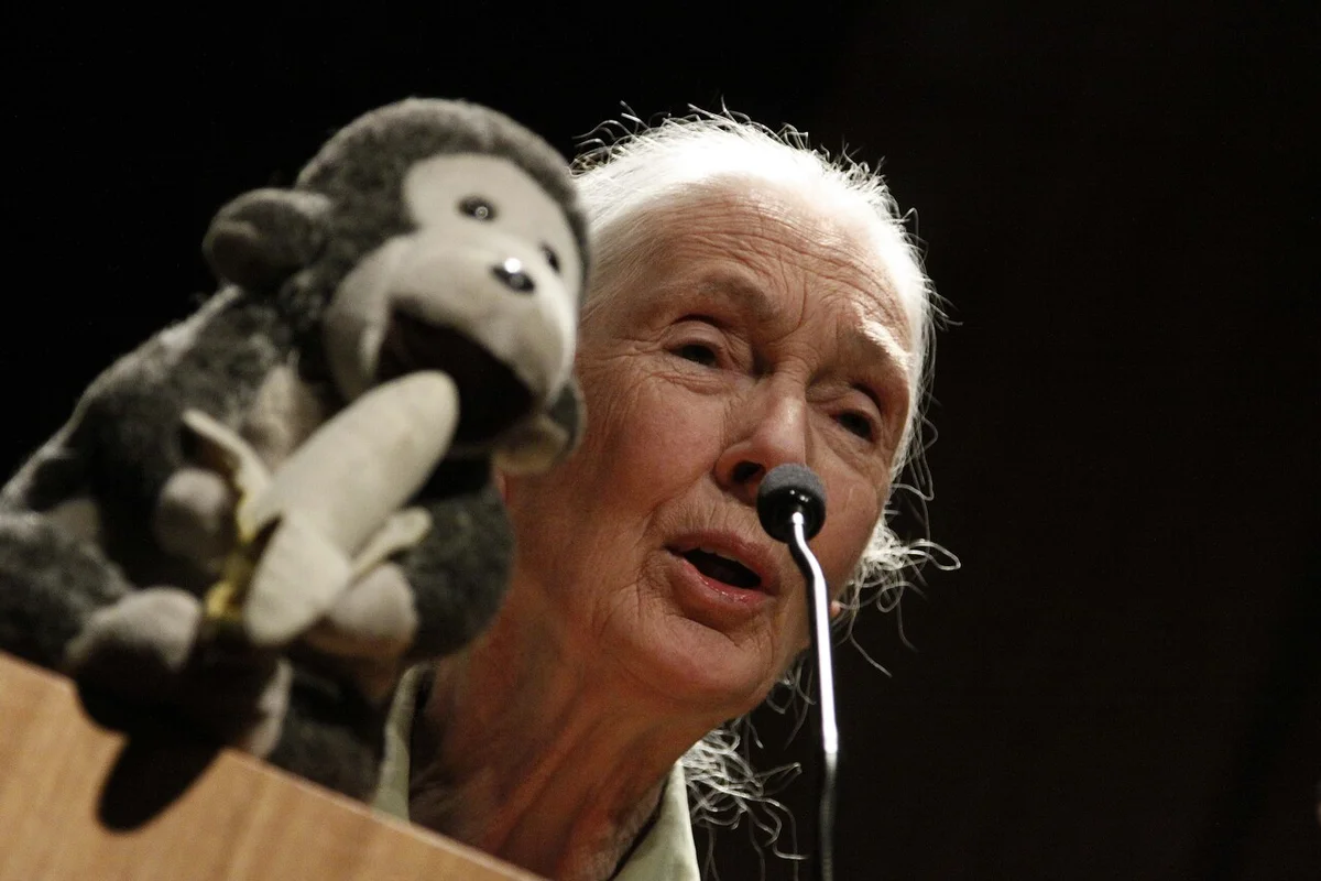 Muere Jane Goodall a los 91 años: Pionera en el estudio de chimpancés y referente mundial en conservación