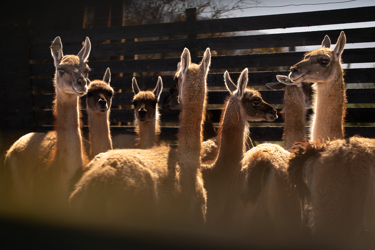 Llegan a Santiago los 16 guanacos que serán la esperanza para que la especie vuelva a poblar la Región Metropolitana