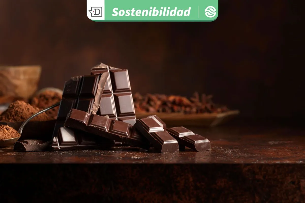 Conoce el chocolate con cacao de origen cultivado sin intermediarios, agricultura regenerativa y certificaciones orgánicas