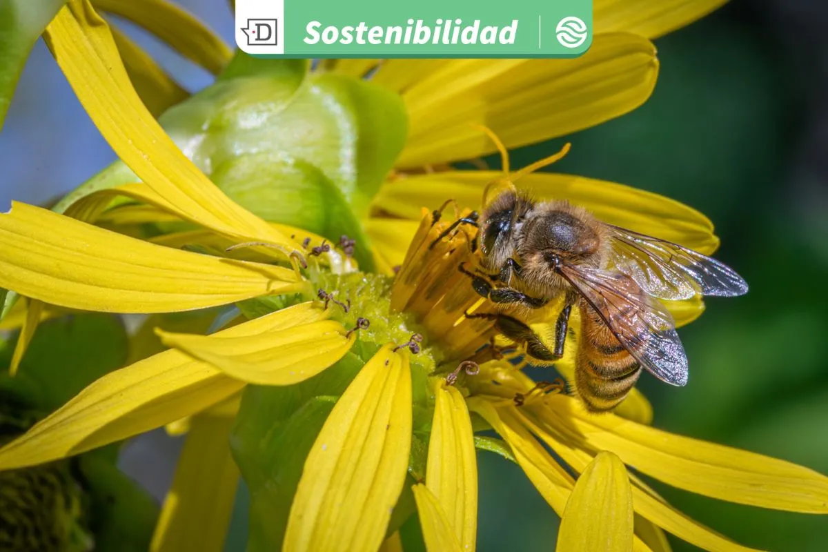Larga vida a las abejas: Científicos desarrollan suplemento que podría mejorar la resistencia y vitalidad de las colmenas