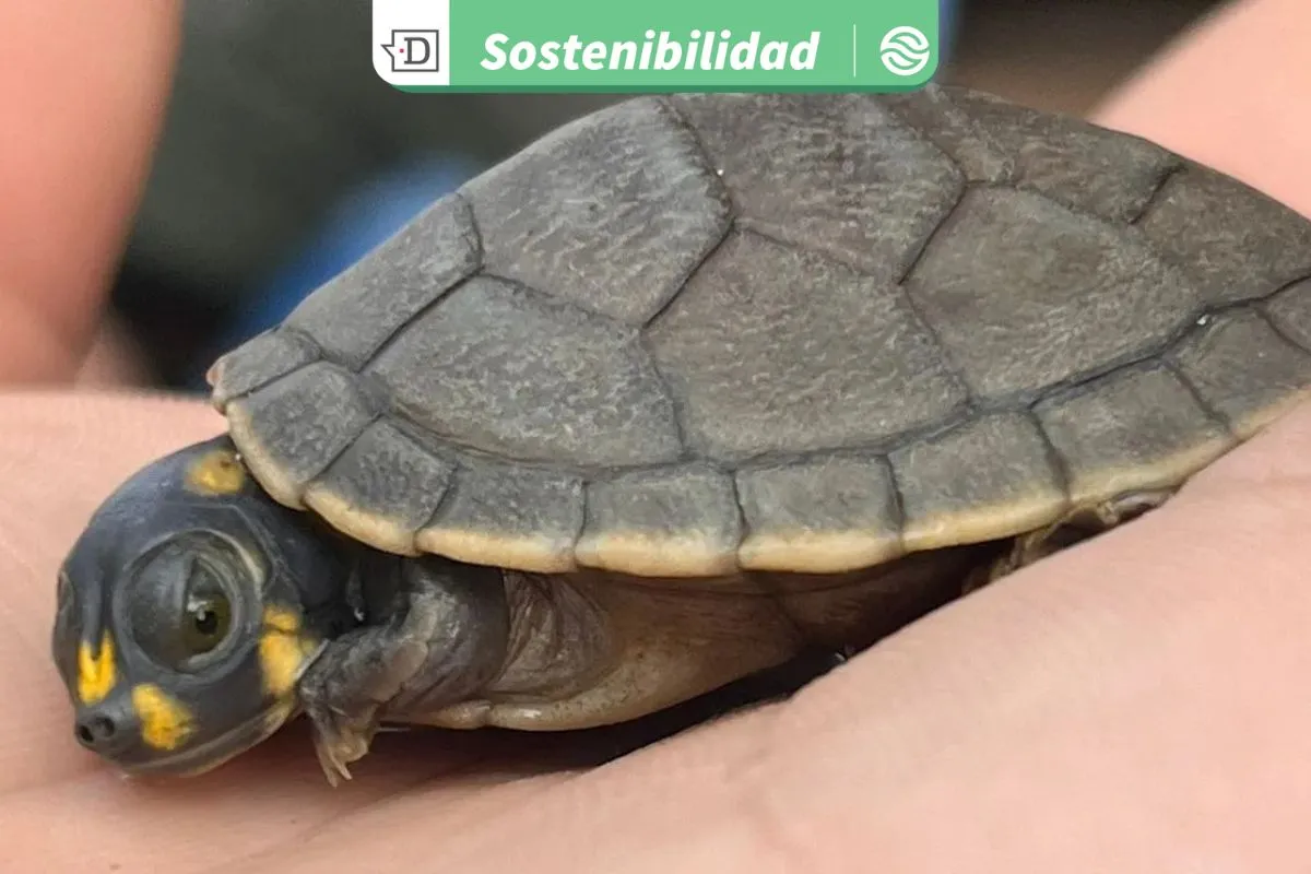 VIDEO| Rescatando a las tortugas taricayas: Estudiantes e indigenas peruanos se unen para salvar esta especie vulnerable