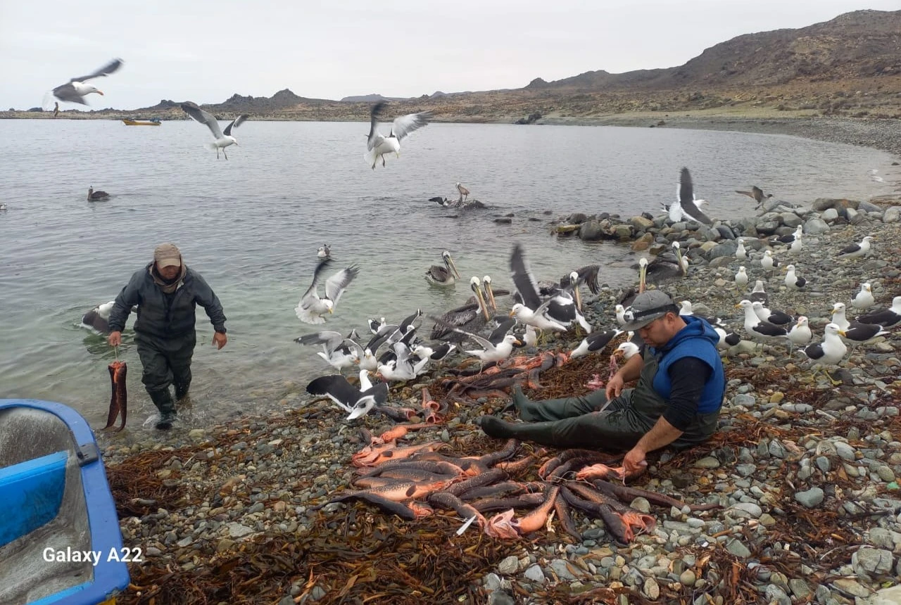 Pesca artesanal en Bahía Chascos.
