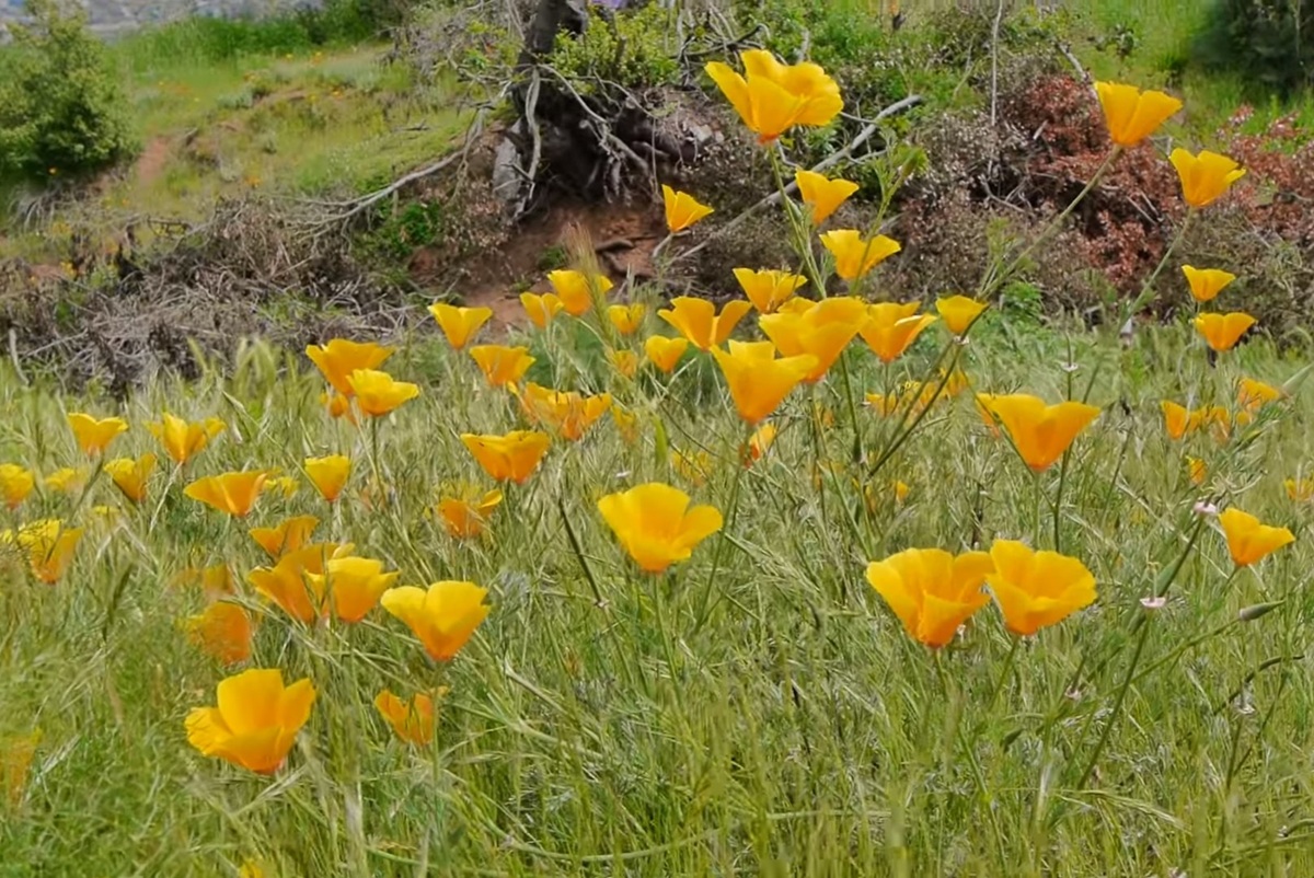 Hermosas pero dañinas: Las flores que adornan cerros de Santiago en primavera pero son consideradas plaga por la ciencia