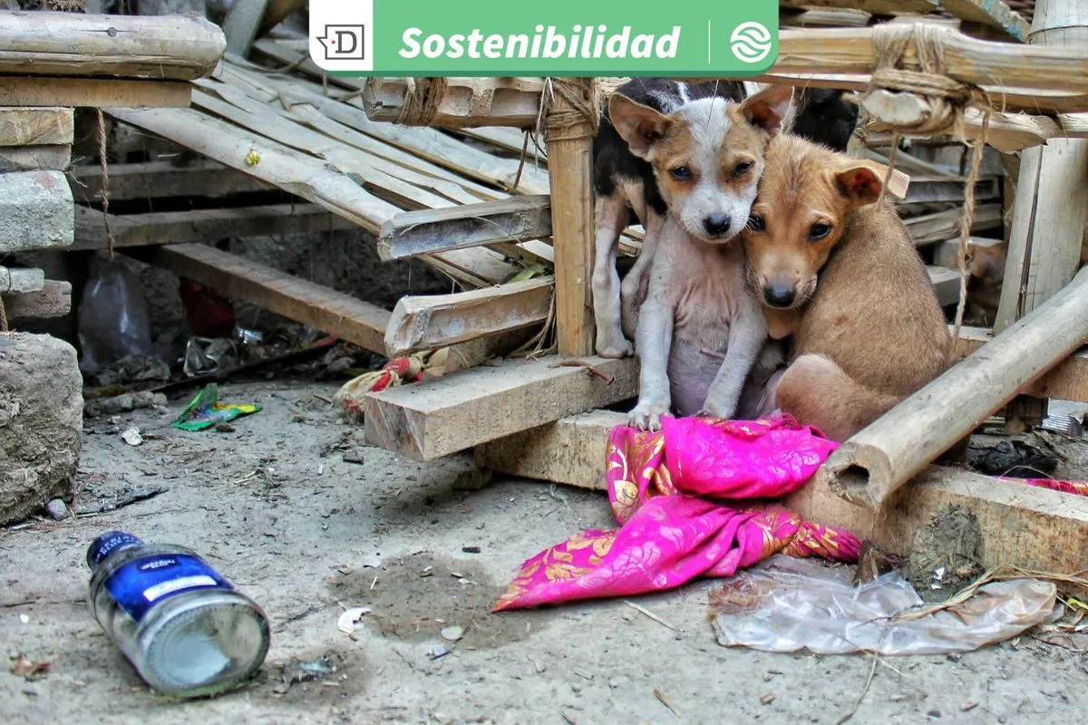 Campaña Voto Animalista: Más de 60 candidatos parlamentarios han firmado un compromiso con la protección animal en Chile