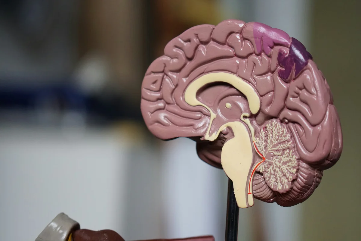 Revolución en el diagnóstico temprano: La IA chilena que detecta riesgo de Alzheimer antes de los síntomas