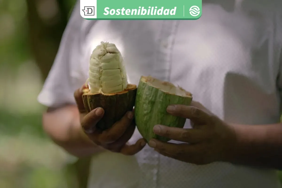 Revertir la deforestación en la Amazonía: Agricultores brasileños revitalizan suelos produciendo cacao y especies nativas