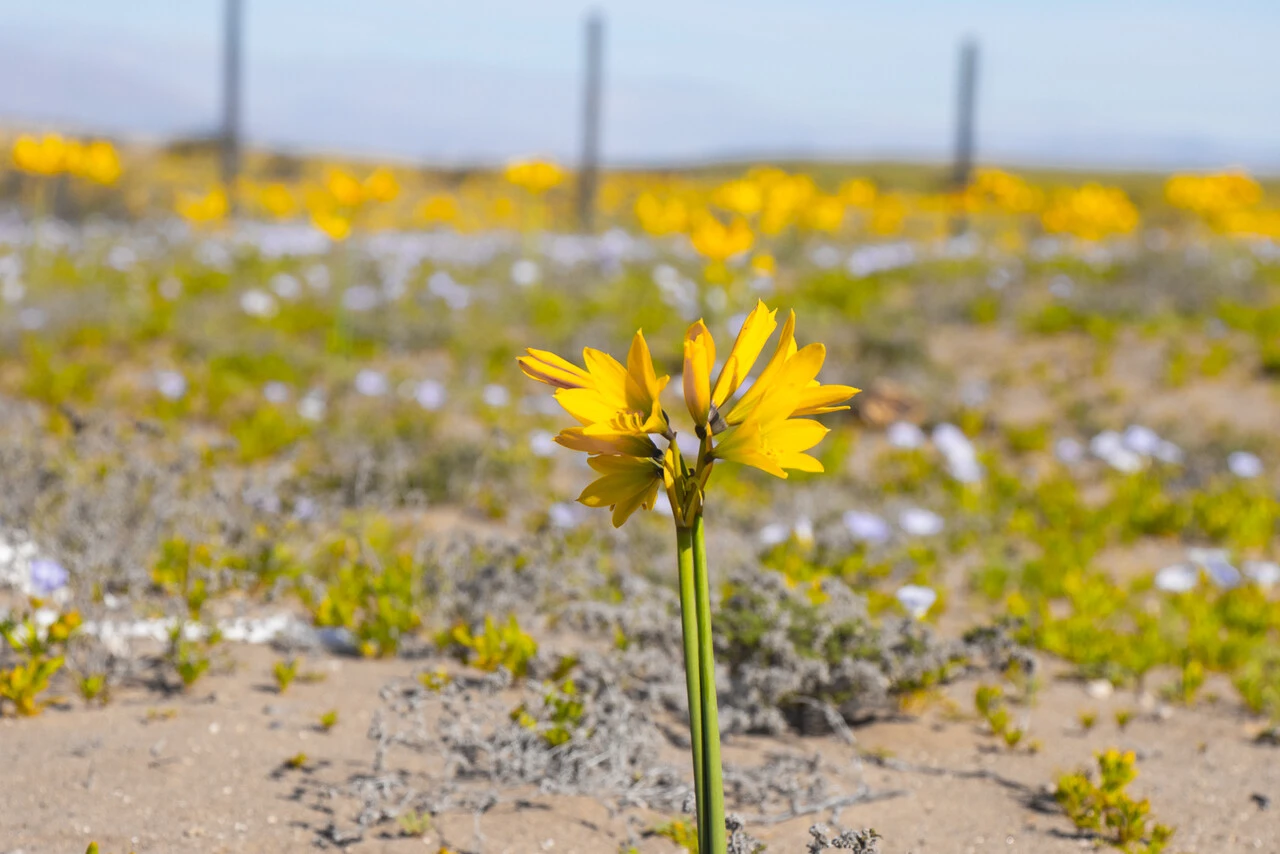 Para no dañar el desierto florido: Ordenan medidas preventivas a parques eólicos y solares en Atacama