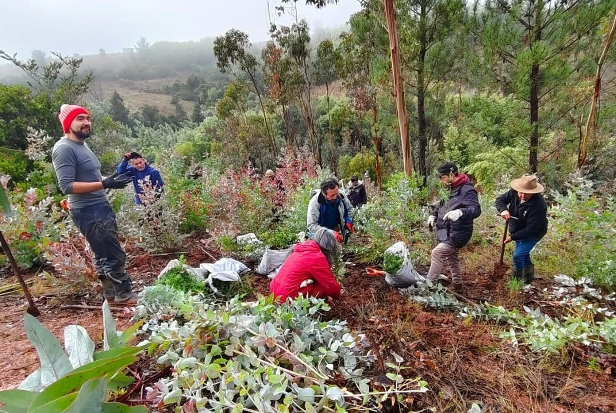 Pagos por restaurar ecosistemas: El nuevo instrumento aprobado en Chile para beneficiar a quienes cuidan bosques o mares