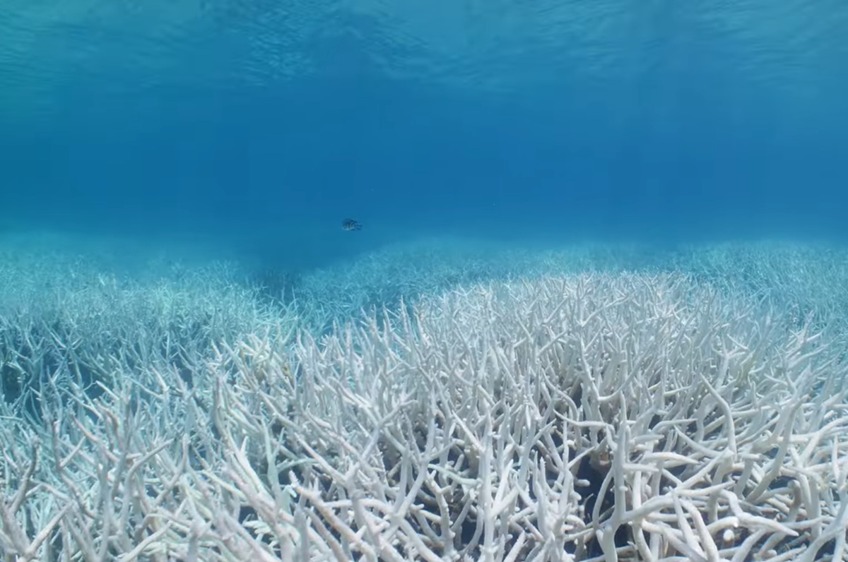 Muerte masiva de corales no tiene retorno a menos que se revierta drásticamente el calentamiento global, alertan 160 científicos