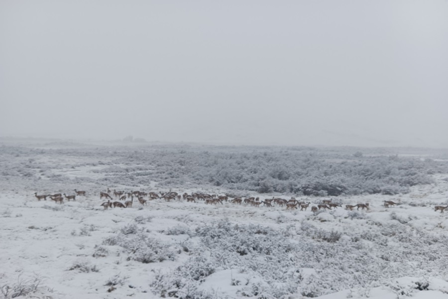 Ni los guanacos aguantan las frías nevadas patagónicas y migran en manada hacia zonas bajas