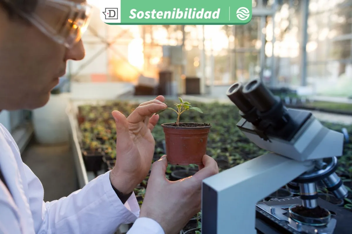 Por una agricultura más sostenible: Científicos desarrollan plantas que capturan más CO2 y mitigan el cambio climático