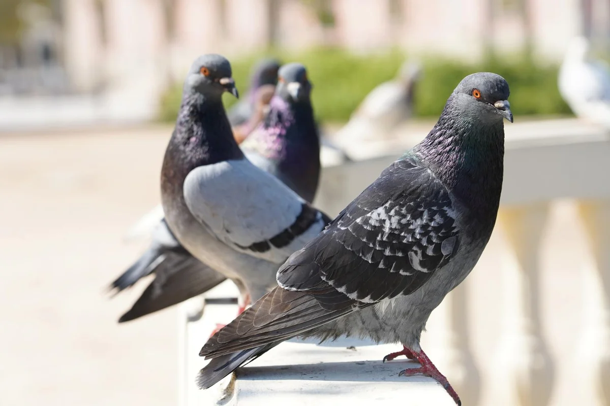El rol de las palomas frente a la contaminación: Así alertan los niveles de plomo que hay en cada ciudad
