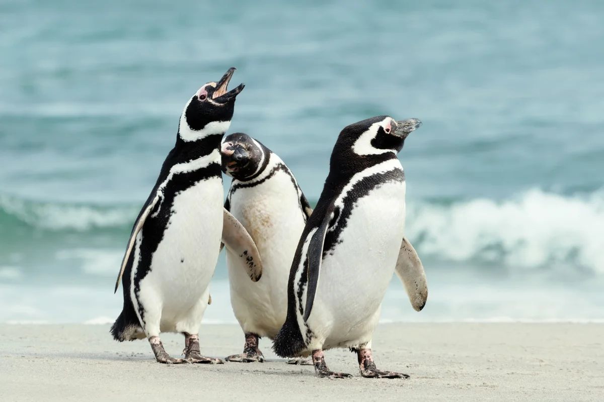 Ministra Rojas expone dramático estado del pingüino de Humboldt, lagarto gruñidor y otras 70 especies