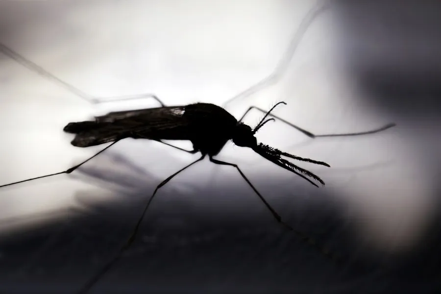 Islandia deja de ser un país libre de mosquitos: El hallazgo científico que confirma los efectos del cambio climático