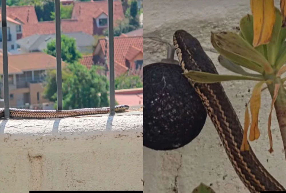 VIDEO| Culebra de dos metros de largo aparece en patio de casa en Macul: Sepa qué especie es y qué hacer al verla
