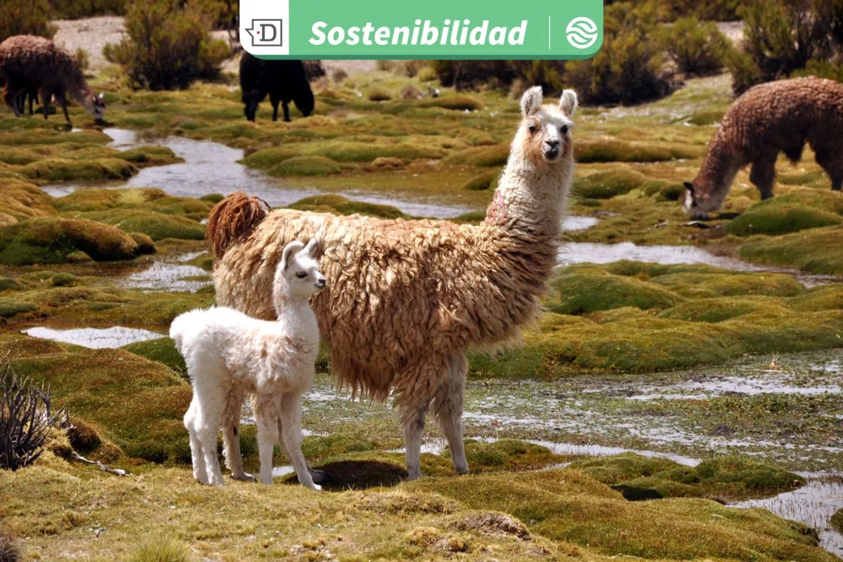 Nueva norma ISO integra biodiversidad en estrategia empresarial: experto advierte que Chile puede liderar adopción en Latinoamérica
