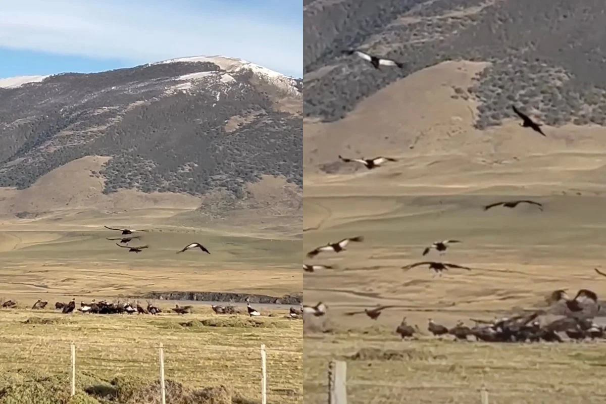 VIDEO| Bandada de cóndores andinos en un festín sorprende a guía turístico en Torres del Paine
