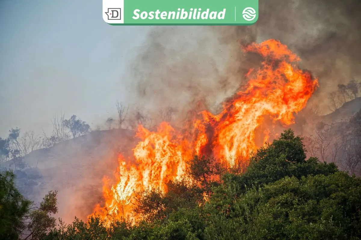 Día del Cambio Climático: Chile suma 15 años de megasequía y casi 2 millones de hectáreas quemadas