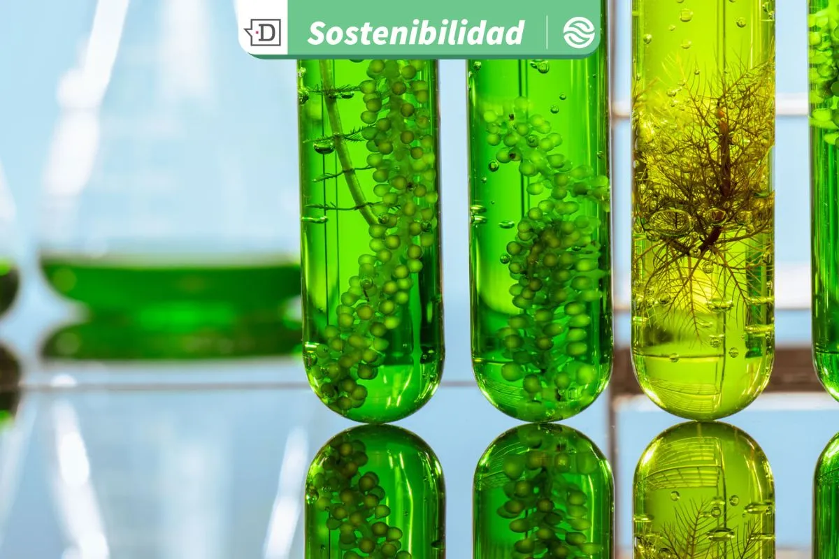 Nanopartículas de dióxido de titanio afectan genes de microalgas: Estudio alerta sobre vacío normativo