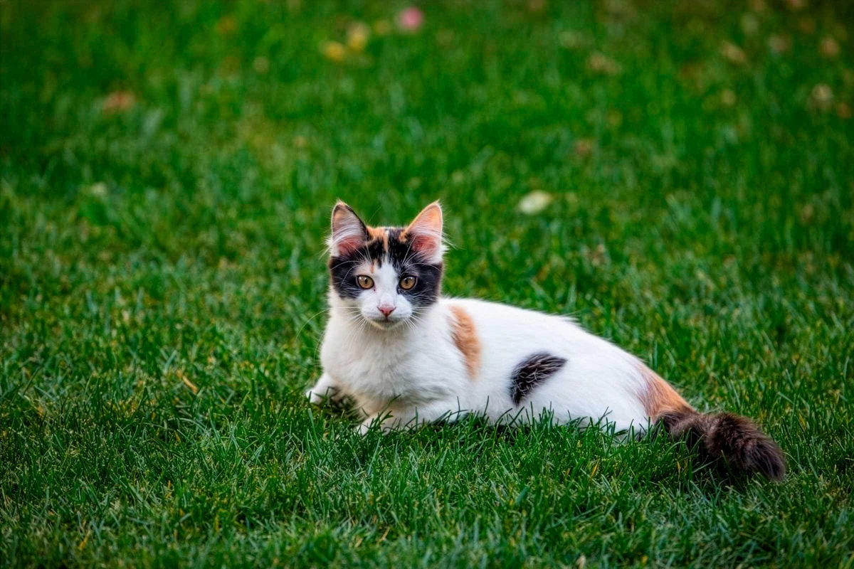 Parásitos en mascotas: Cómo se transmiten a humanos y los 3 peligros silenciosos que afectan tu salud