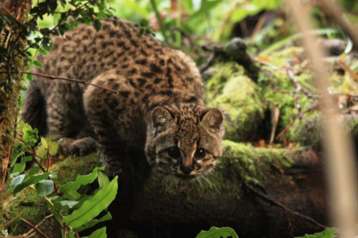 La güiña: el felino salvaje más pequeño de América está menos amenazado, pero sigue en riesgo
