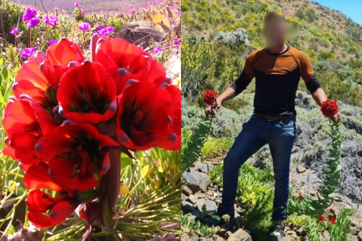 Conaf alerta por daño de flor endémica 'garra de león' en desierto de Atacama: Turistas las pisan y manipulan