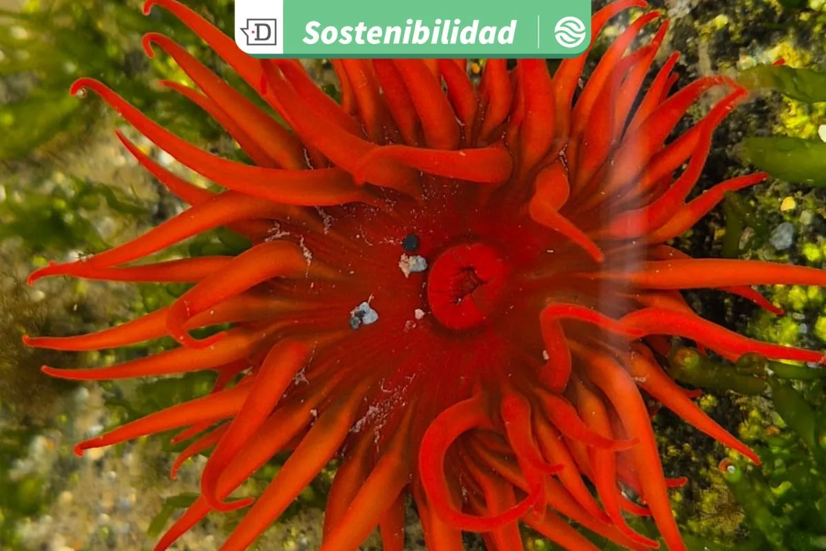 Investigadoras lideran proyecto que busca documentar presencia de especie invasora y su impacto en la biodiversidad nativa